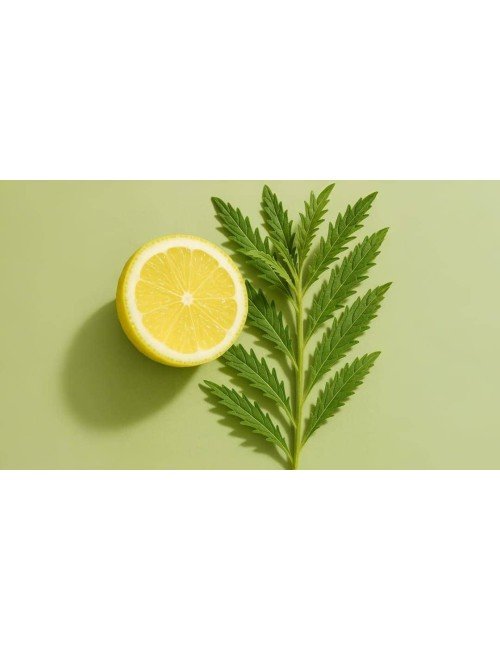 HAAN SPRAY CITRONELA